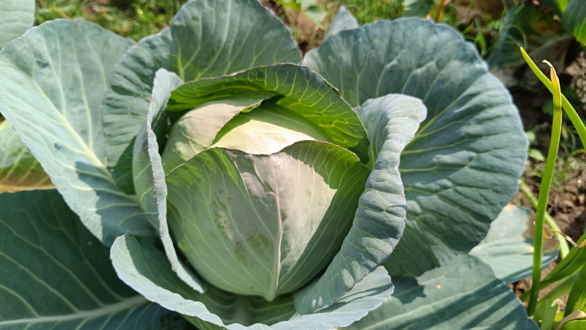 Integrating Cabbage into Your Daily Routine